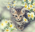 Little kitten with flowers Royalty Free Stock Photo