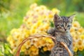 Little kitten in the garden Royalty Free Stock Photo