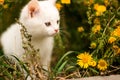 Little kitten in the garden with flowers on background Royalty Free Stock Photo