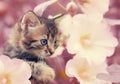 Little kitten in the garden Royalty Free Stock Photo