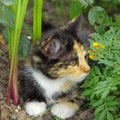 Little Kitten In The Garden