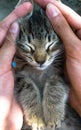 Little kitten good hands man Royalty Free Stock Photo