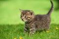 Little kitten on the grass Royalty Free Stock Photo