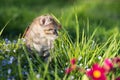 Little kitten in grass and flowers Green background Royalty Free Stock Photo