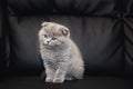 Little kitten of gray Scottish fold cat posing on black background. Royalty Free Stock Photo