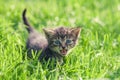 Little kitten on green lawn Royalty Free Stock Photo