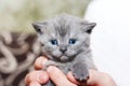 Little Kitten In The Hands. Felis Catus. Cat. Blue Eyes