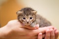 Little kitten in hands