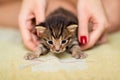 Little kitten in hands