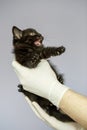 Little kitten in the hands of a veterinarian. Concept pets, treatment, veterinary clinic Royalty Free Stock Photo