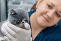 Little kitten in hands of veterinarian doctor in veterinary clinic. Kitten vet examining. Pet health care concept Royalty Free Stock Photo