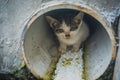 Little kitten hid in a sewer