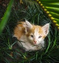 Little kitten hiding in Grass, in the garden in house Royalty Free Stock Photo