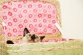 Little kitten is hiding in the laundry basket with the pink background Royalty Free Stock Photo