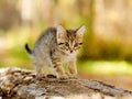 Little kitten hunting in forest Royalty Free Stock Photo