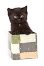 Little kitten inside box Royalty Free Stock Photo