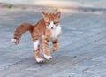 Little kitten jump