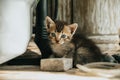 Little kitten looking at the camera curiously Royalty Free Stock Photo