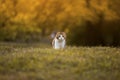 Little Kitten looking on grass Royalty Free Stock Photo