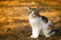 Little Kitten looking on grass Royalty Free Stock Photo