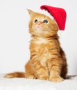 Little kitten looks in the cap of santa Royalty Free Stock Photo