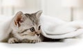Little kitten looks out from under the blanket Royalty Free Stock Photo