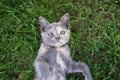 Little kitten lying in the grass on the lawn. playing with grass. close-up top view Royalty Free Stock Photo