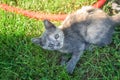 Little kitten lying in the grass on the lawn. playing with grass Royalty Free Stock Photo