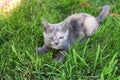 Little kitten lying in the grass on the lawn. playing with grass Royalty Free Stock Photo