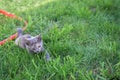 Little kitten lying in the grass on the lawn. playing with grass Royalty Free Stock Photo