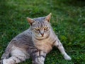 Little kitten lying in green grass in spring Royalty Free Stock Photo