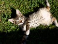 Little kitten lying in green grass in spring Royalty Free Stock Photo