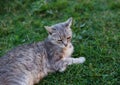 Little kitten lying in green grass in spring Royalty Free Stock Photo