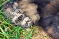 Little kitten lying near mother cat Royalty Free Stock Photo