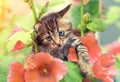 Little kitten with mallow flowers Royalty Free Stock Photo