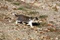 Little kitten in nature