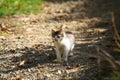 Little kitten in nature