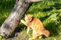 Little kitten near a tree in the spring garden Royalty Free Stock Photo