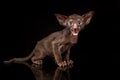 Little kitten of oriental cat breed of solid chocolate brown color with blue eyes is sitting against black background Royalty Free Stock Photo