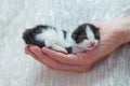 Little kitten on a palm of a hand Royalty Free Stock Photo