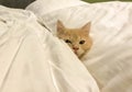 Little kitten Persian sleep on white people bedding and blanket