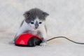 A little kitten is played with a computer mouse. Work at home during quarantine