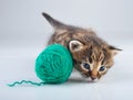 Little kitten playing with a ball Royalty Free Stock Photo