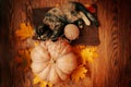 Little kitten is playing with a ball of yarn on a brown rug. Royalty Free Stock Photo