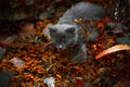 Little kitten playing on the grass Royalty Free Stock Photo