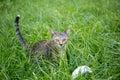 Little kitten playing on the grass looking at camera Royalty Free Stock Photo