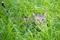 Little kitten playing on the grass looking at camera Royalty Free Stock Photo