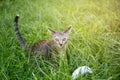 Little kitten playing on the grass looking at camera Royalty Free Stock Photo