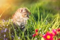 Little kitten playing on green grass background. Sunlight Royalty Free Stock Photo