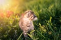 Little kitten playing on green grass background. Sunlight Royalty Free Stock Photo